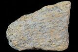 Hadrosaur (Maiasaura) Bone Fragment - Montana #71324-1